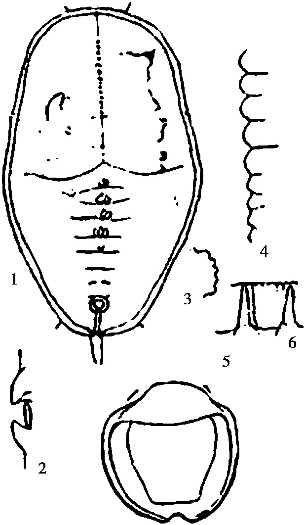 28.榕樹棒粉虱